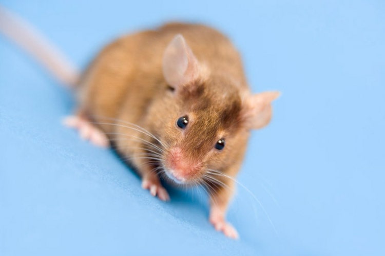 دانشمندان مغز انسان و موش سایبورگ را به هم متصل کردند