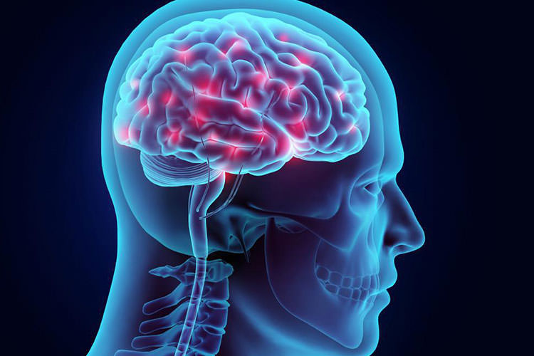 کورتکس اینسولار مغز و نقش آن در پردازش درد و ارسال تهدید
