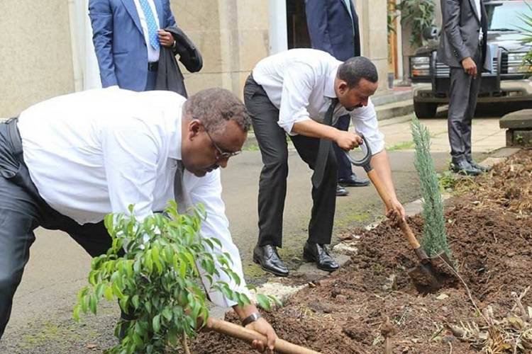 رکوردشکنی اتیوپی در کاشت بیشترین درخت در یک روز